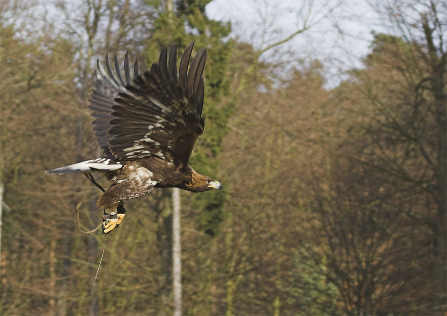 Steinadler