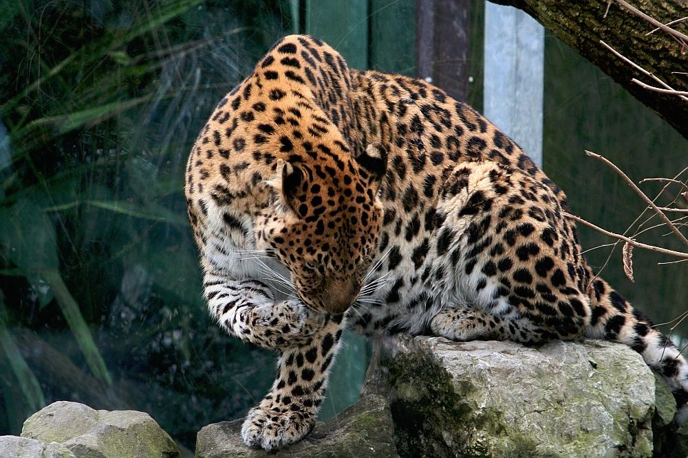 ZO Amur Leopard