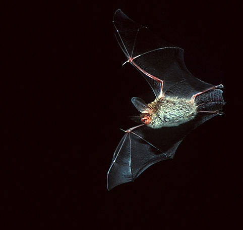 Bechsteinfledermaus (Myotis bechsteinii)