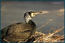 Kormoran (Phalacrocorax carbo sinensis)