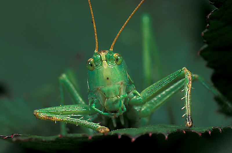 Über das Grüne Heupferd (Tettigonia viridissima) ...