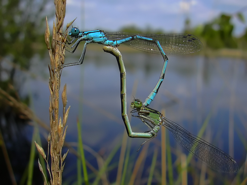 Becher-Azurjungfern (Enallagma cyathigerum) ND