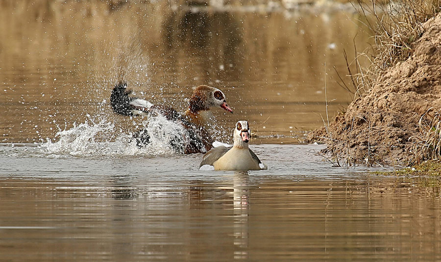 ND Nilgänse