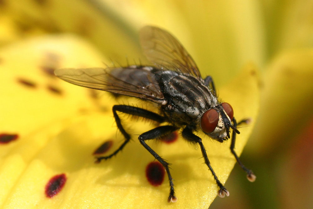 Fliege (Forum für Naturfotografen)