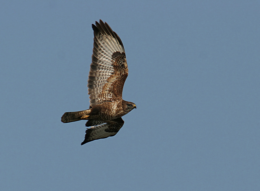 ND Bussard