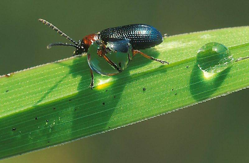 Dieses Rothalsige Getreidehähnchen (Oulema melanopus) ...