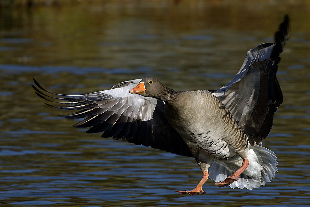 ND Graugans im Landeanflug