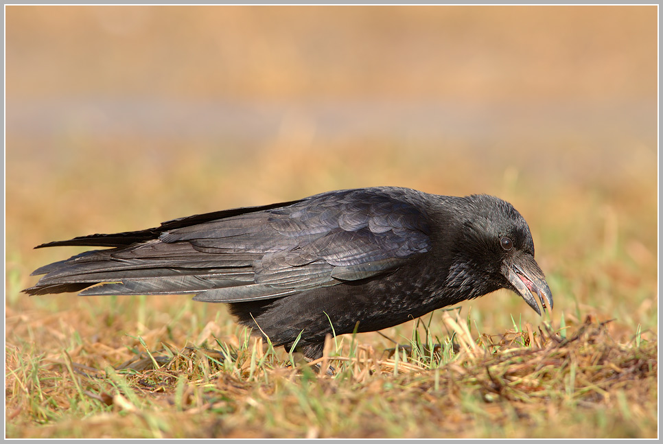 Rabenkrähe (Corvus corone corone)