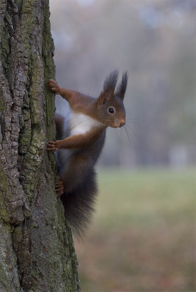 Eichhörnchen