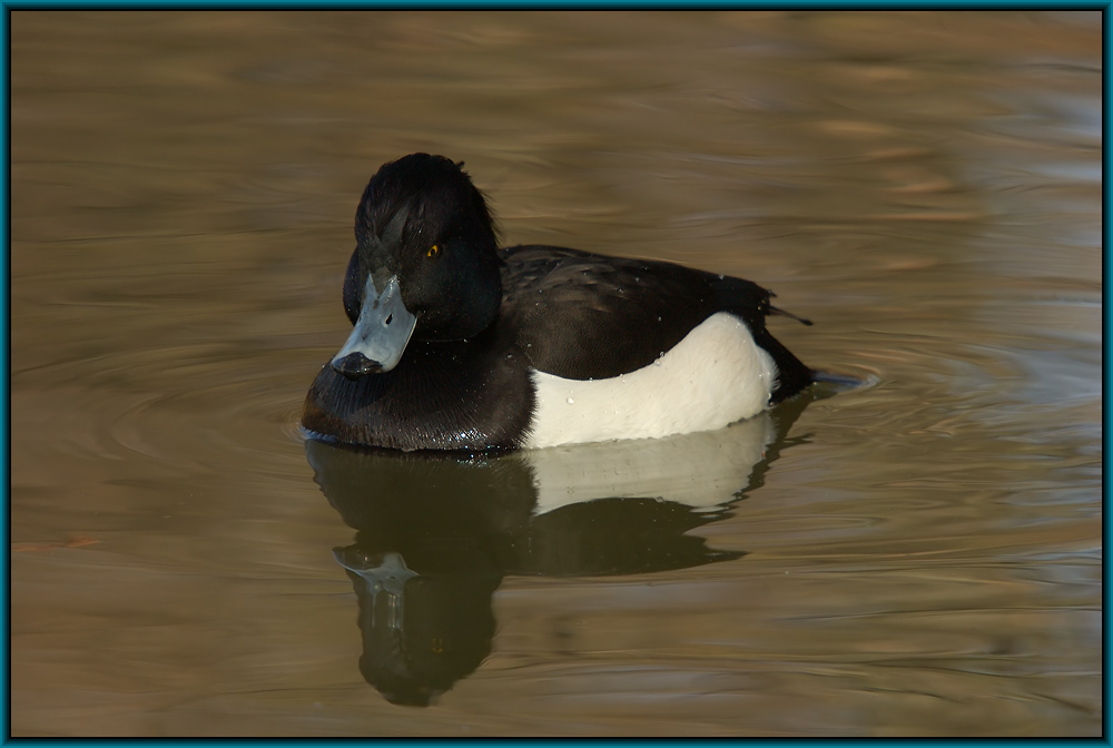 Reiherente (Aythya fuligula)