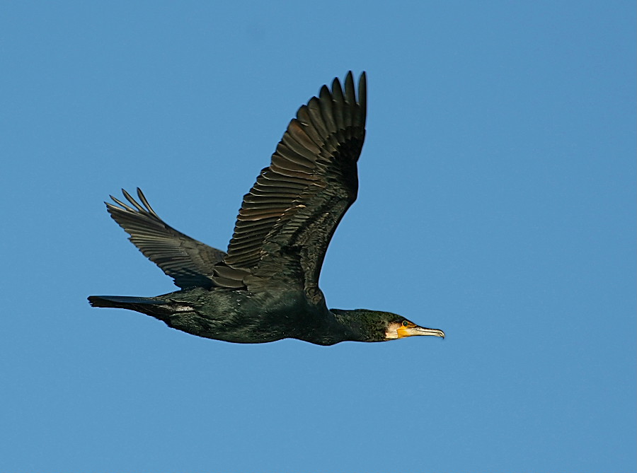 Kormoran