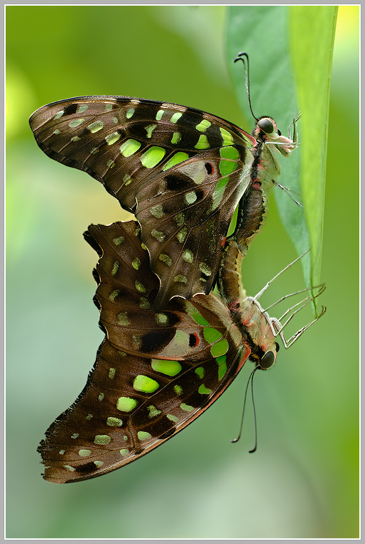 Geschweifter Eichelhäher (Graphium agamemnon)