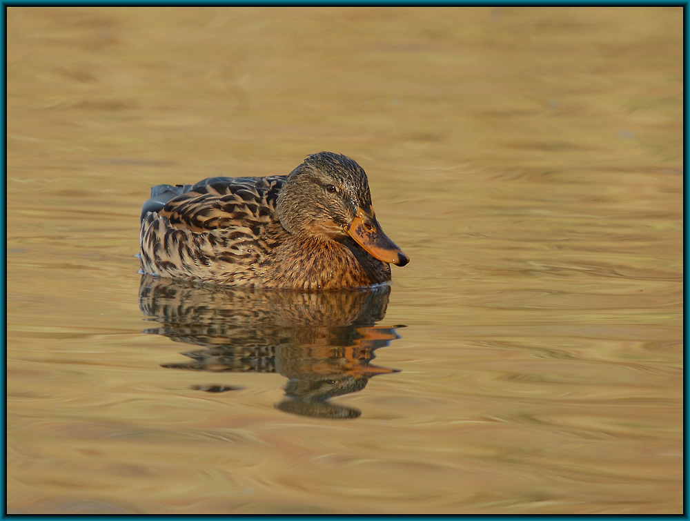 Stockente (Anas platyrhynchos)