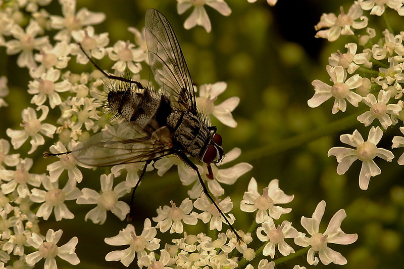 Graue Fleischfliege ND