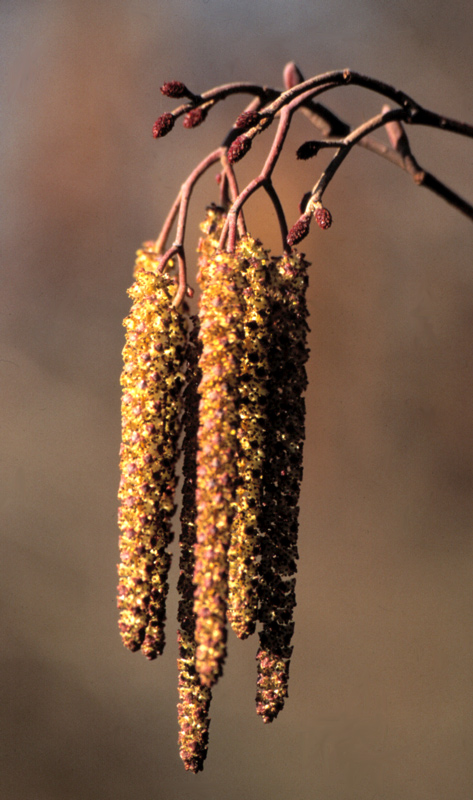 Kätzchenblüte der Schwarzerle ND