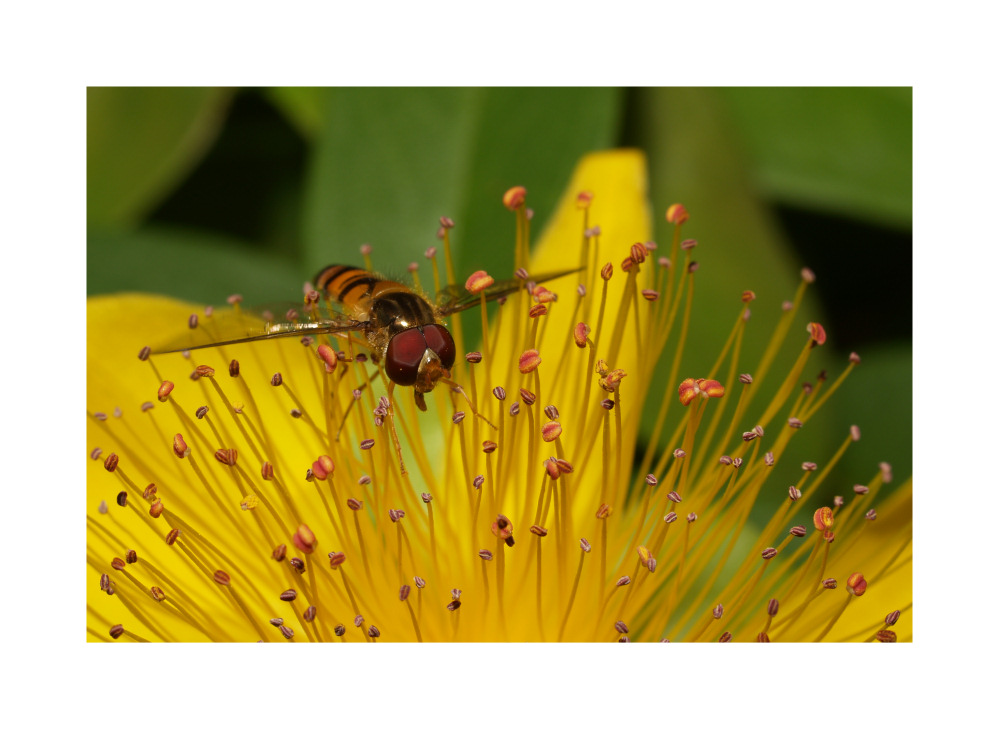 Fliege auf Gelb