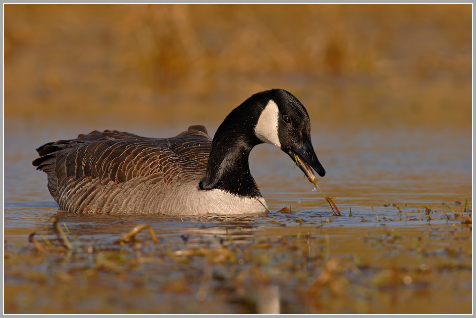 Kanadagans (Branta canadensis)