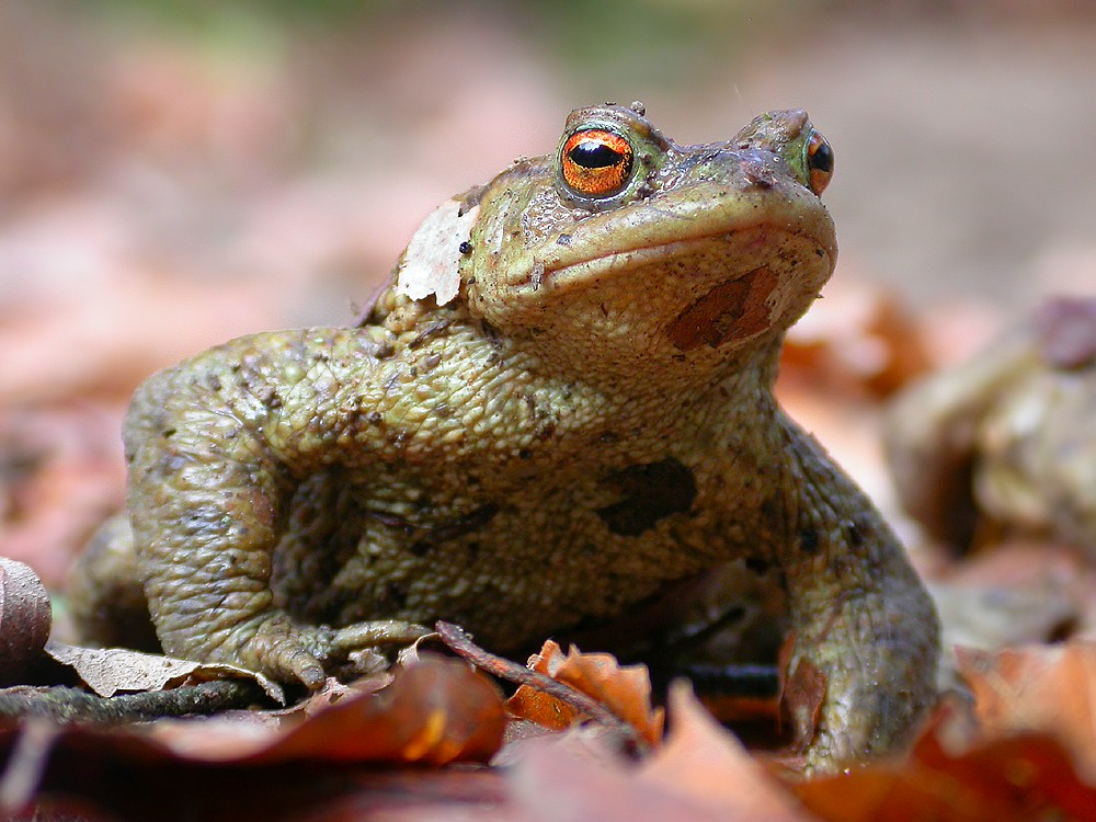 Erdkröte unterwegs (Bufo bufo) [ND]