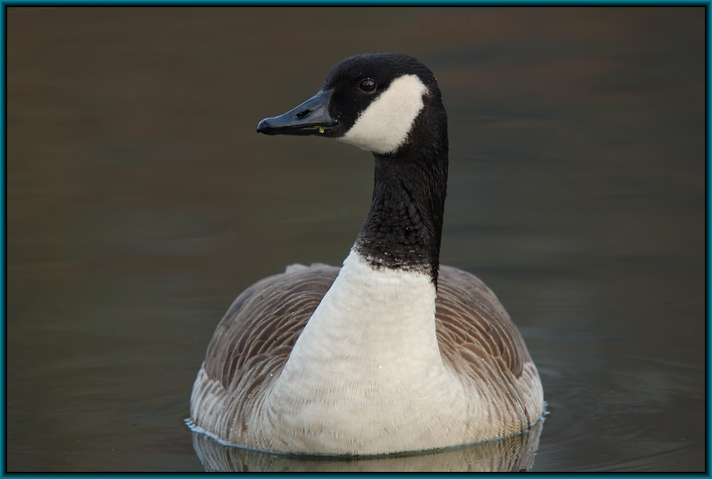 Kanadagans (Branta canadensis)