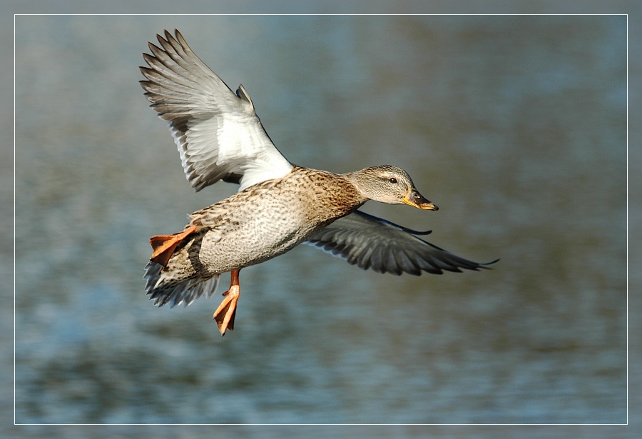 anflug