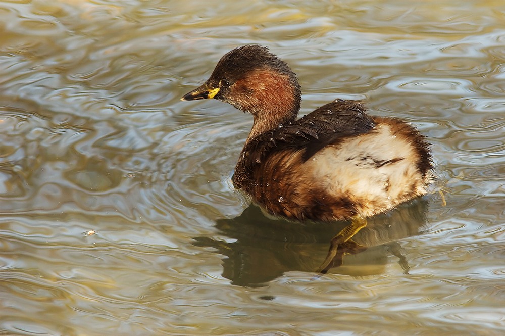 Zwergtaucher [ND]