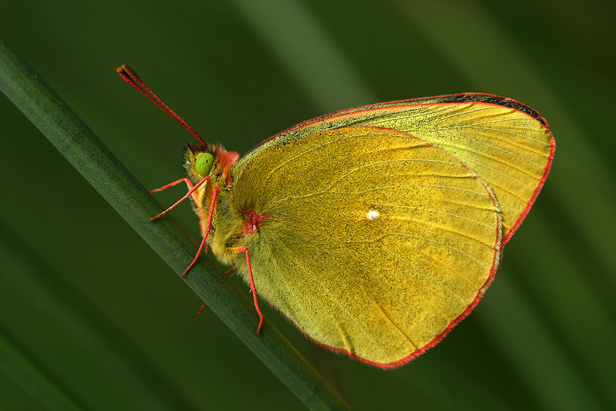 Hochmoor-Gelbling (Colias palaeno)