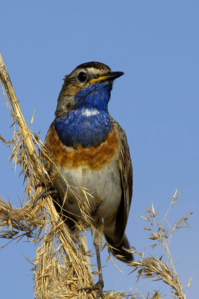 ND Weißsterniges Blaukehlchen