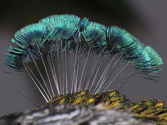 Einmal Prinz zu sein... EBV