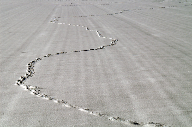 Spuren im Schnee (EBV)