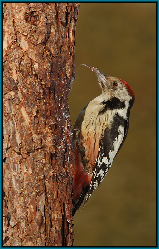Mittelspecht (Picoides medius)