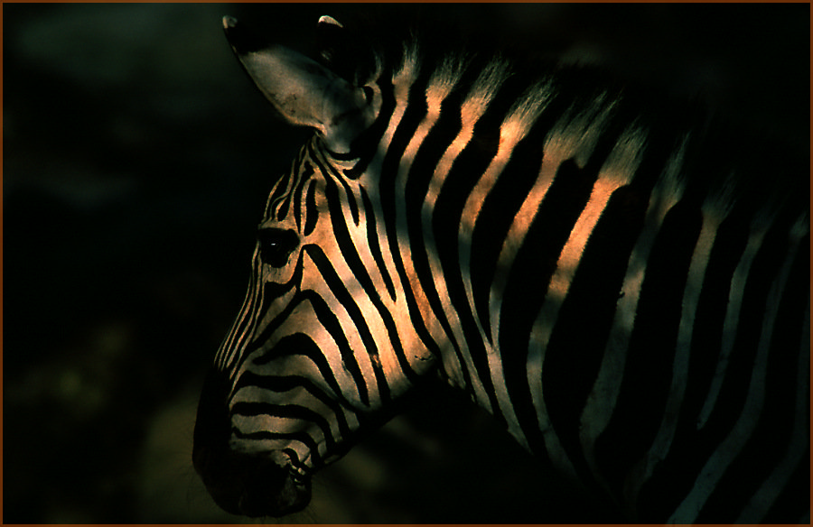 Zebra - the light ZO