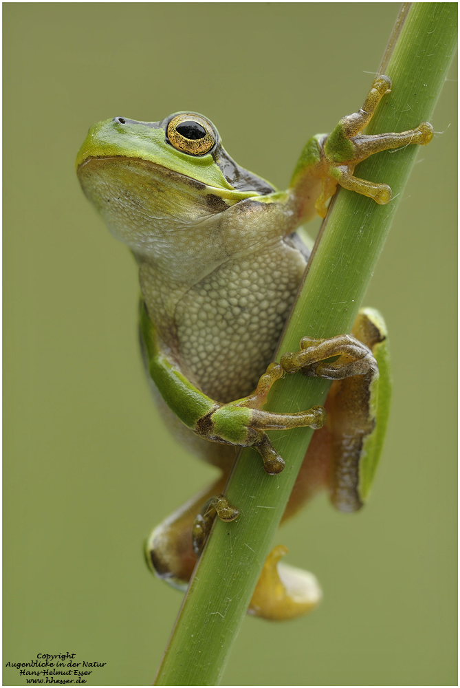 Laubfrosch (Hyla arborea)