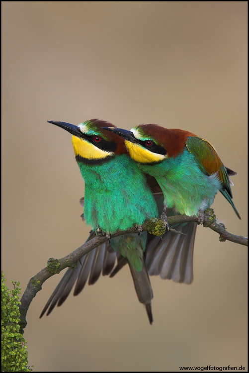 Bienenfresser (Merops apiaster)