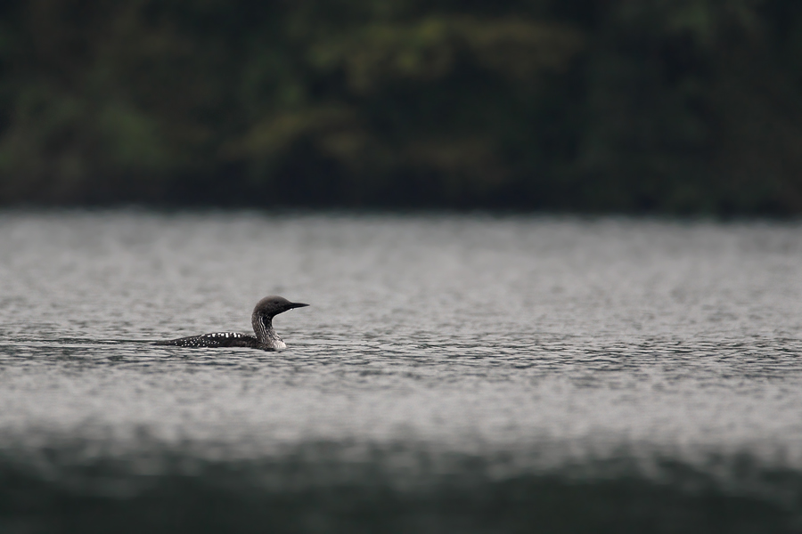 Gavia arctica