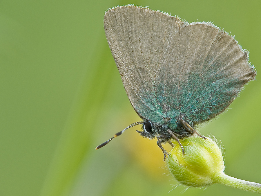 ...ein so gar nicht blauer Bläuling...