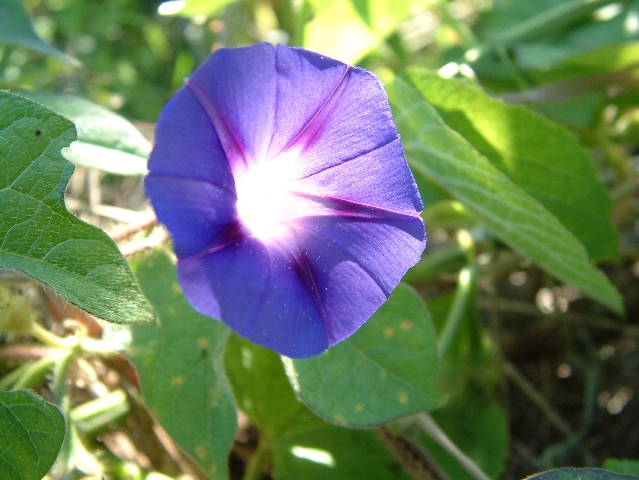 Trichterwinde im Sonnenlicht