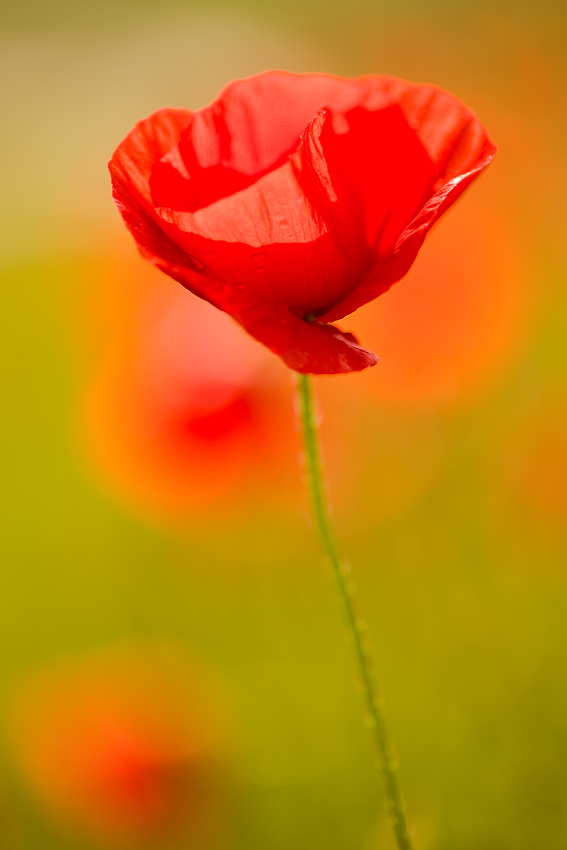 Mohnleuchten