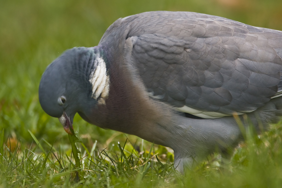 Löwenzahn...