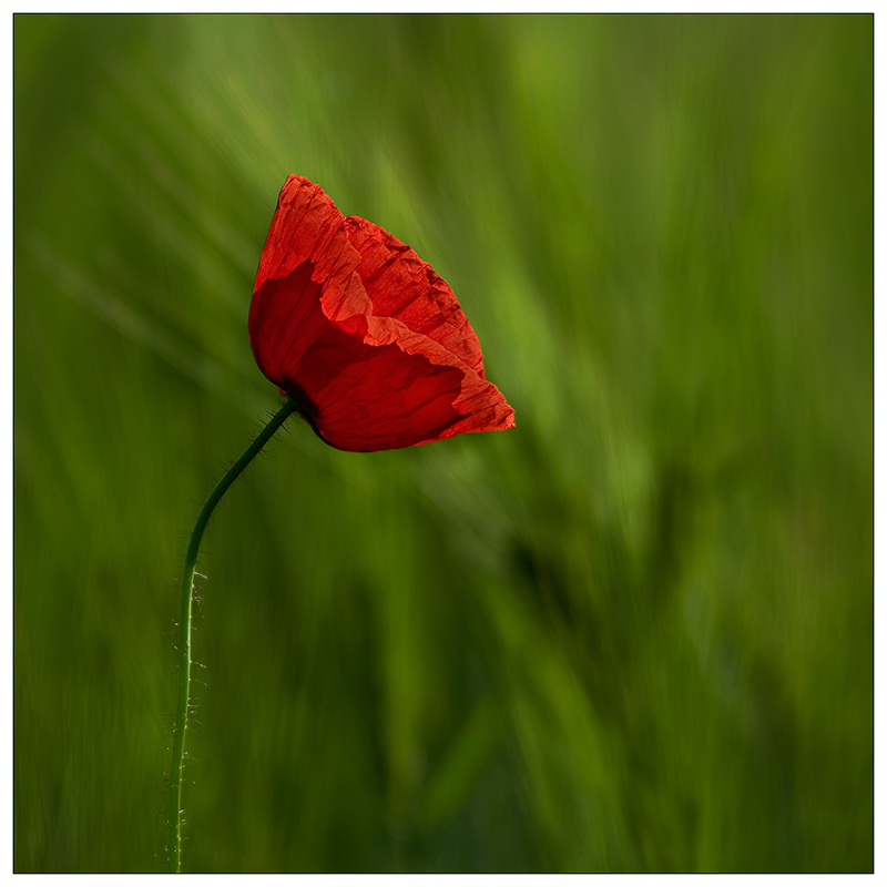 Mohn