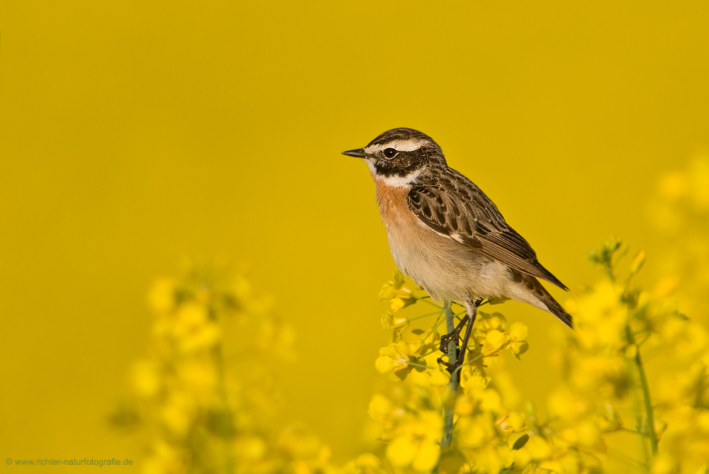 Braunkehlchen