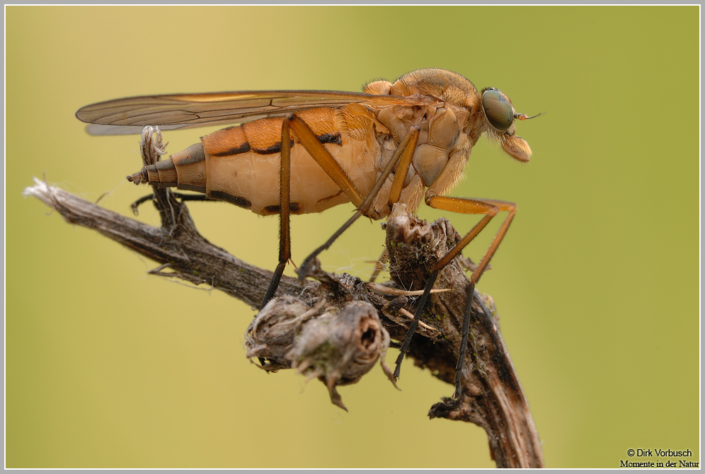 Gemeine Schnepfenfliege (Rhagio scolopaceus)