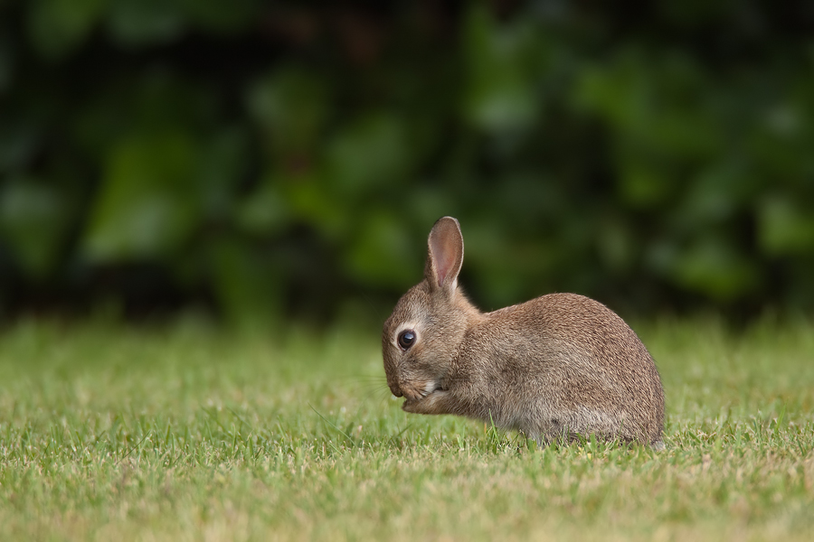 junges Wildkaninchen (Oryctolagus cuniculus)