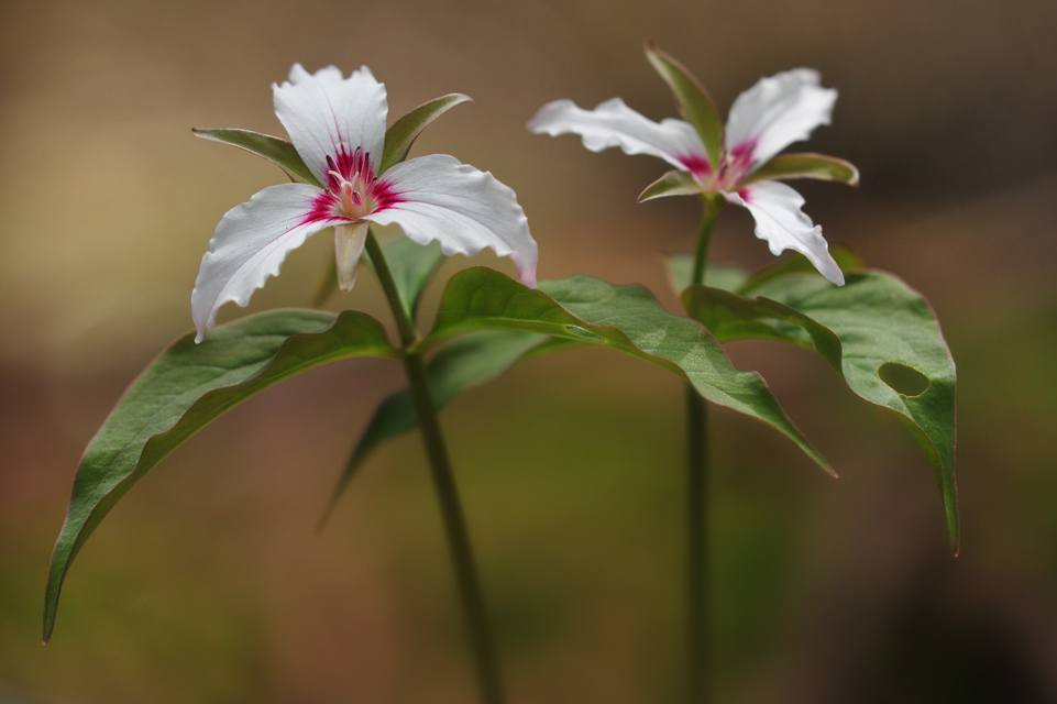 Trillium