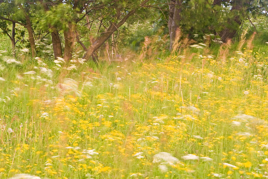 Sommerwiese im Wind