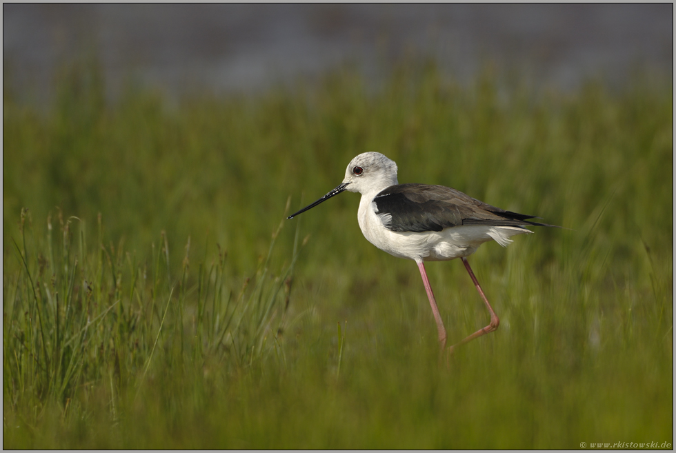 auf hohen Hacken... Stelzenläufer *Himantopus himantopus*