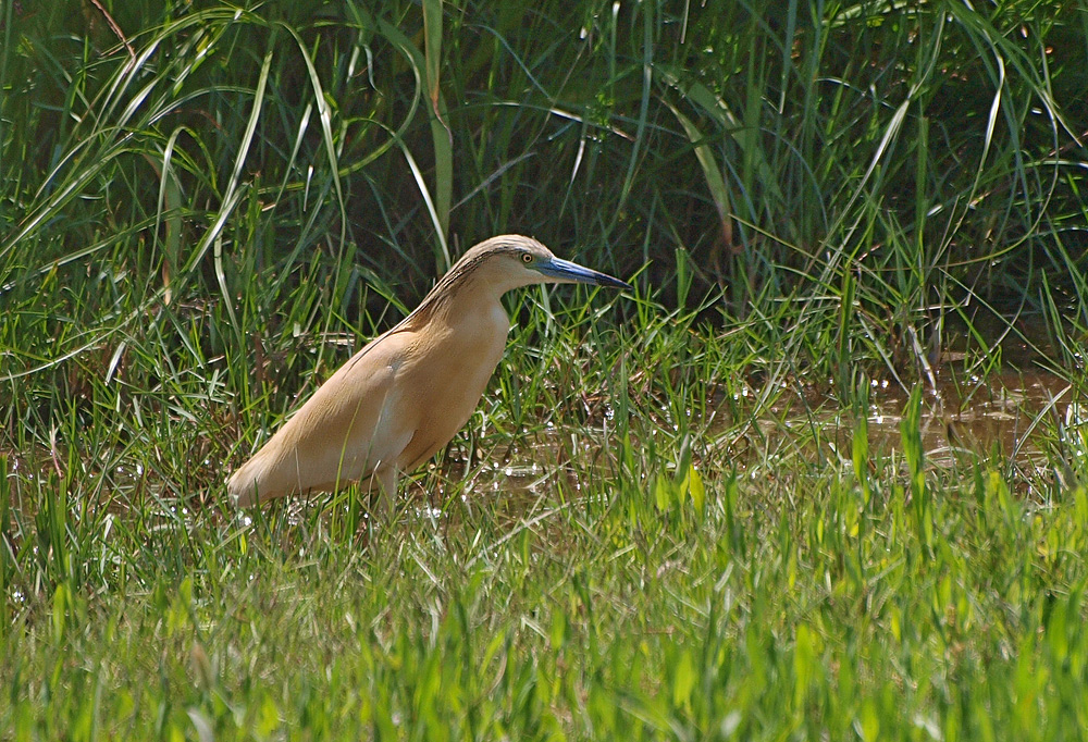 Rallenreiher (Ardeola Ralloides)