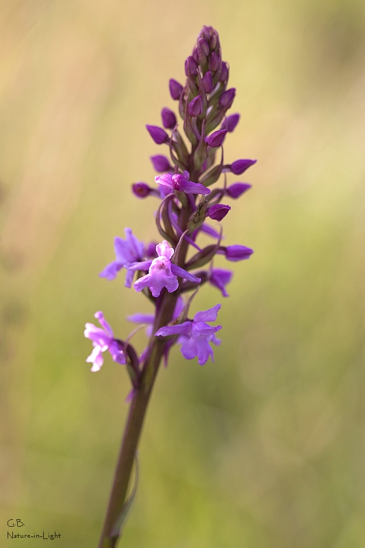 Mücken-Händelwurz (Gymnadenia conopsea)