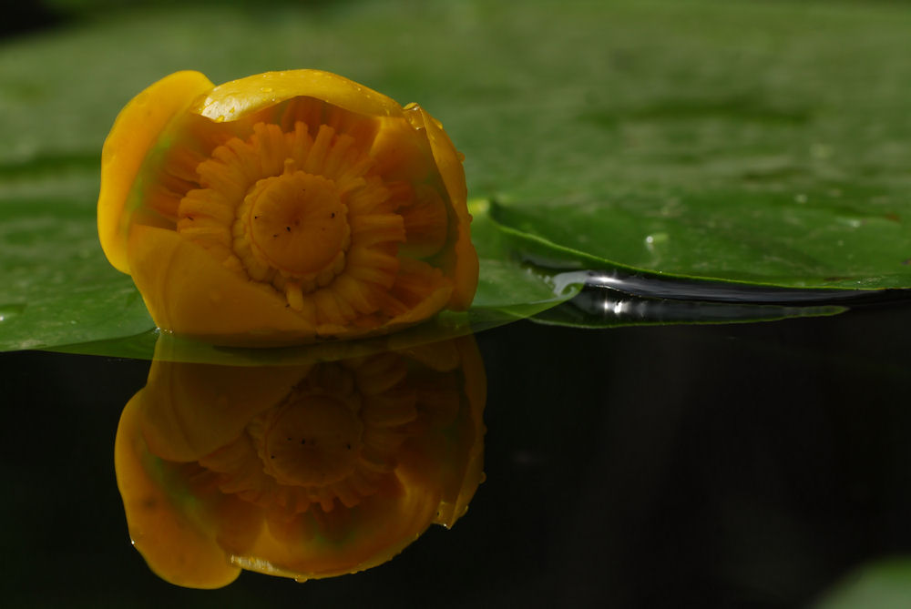 Teichrose