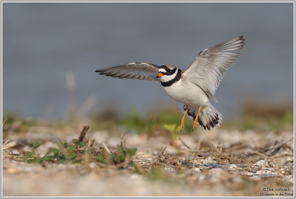 Sandregenpfeifer (Charadrius hiaticula)