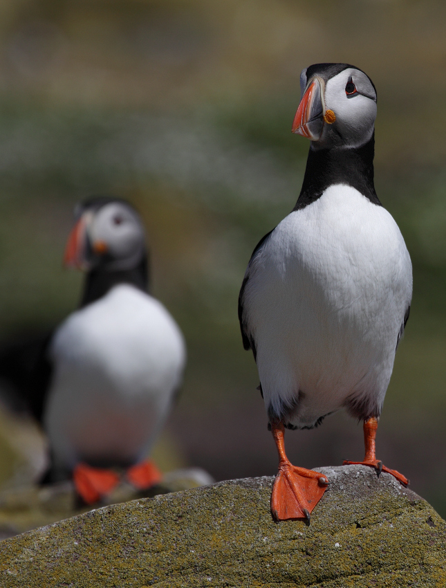 Hintergrund-Puffin